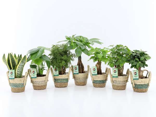 Picture of Foliage mix in braided basket