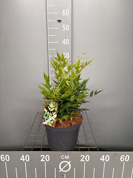 Picture of NANDINA DOMESTICA LEMON LIME