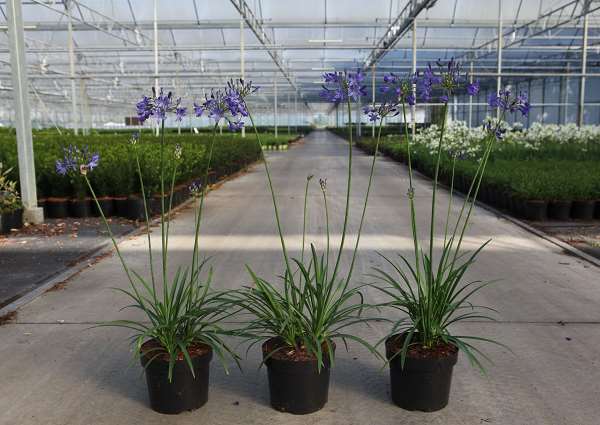 Picture of AGAPANTHUS WINTER STORM