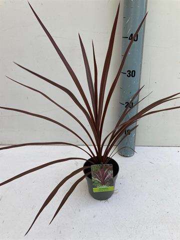 Picture of CORDYLINE AUSTRALIS RED STAR
