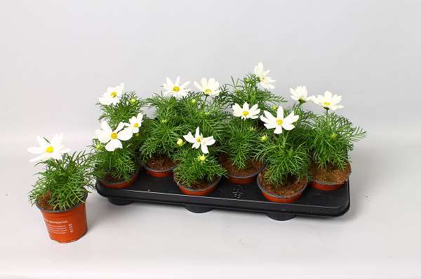 Picture of COSMOS BIPINNATUS SONATA WHITE