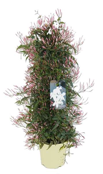 Picture of JASMINUM POLYANTHUM PYRAMIDE P17CM