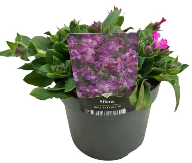 Picture of Silene rupestris rollies favorite