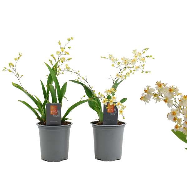 Picture of Oncidium 02/03-stem twinkle