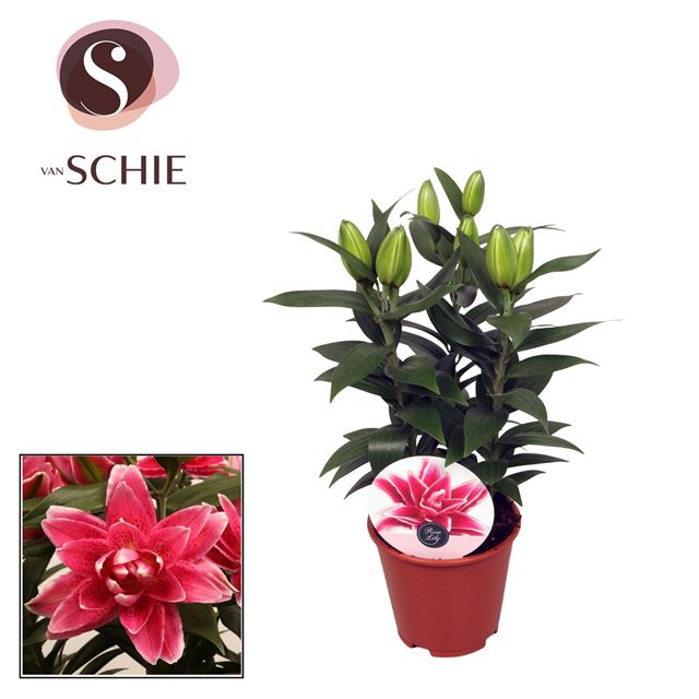 Picture of Lilium orientalis 03pp roselily pink