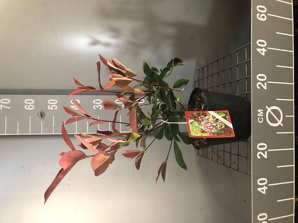 Picture of Photinia fraseri carre rouge
