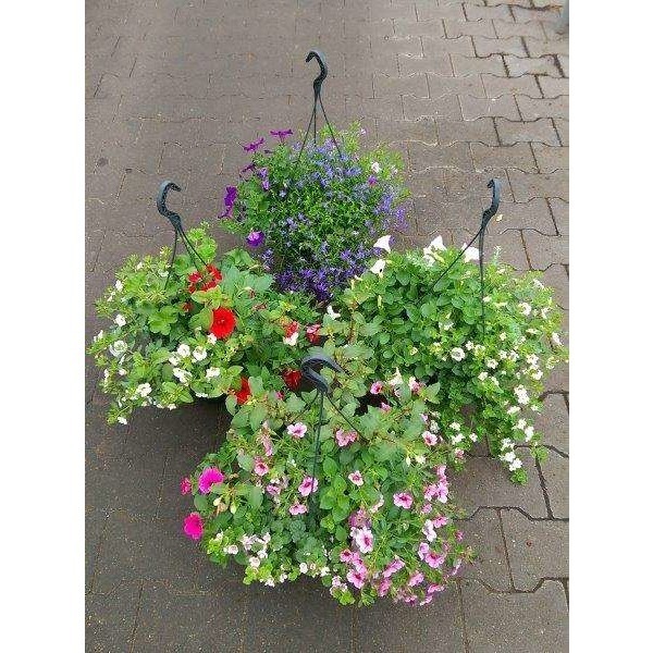 Picture of BEDDING PLANTS MIX HANGING BASKET