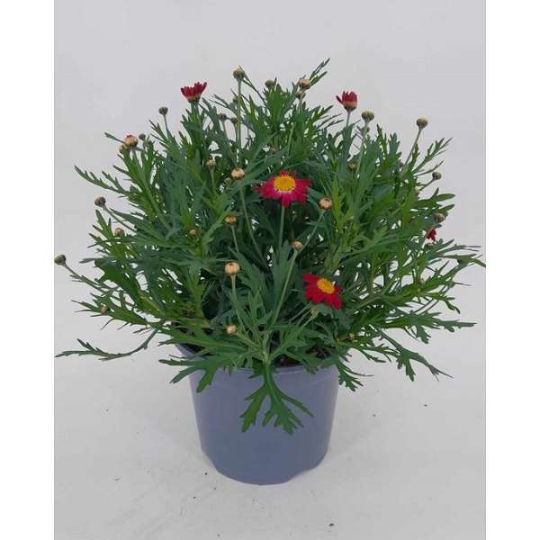 Picture of Argyranthemum frutescens red