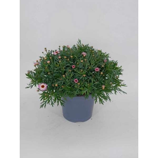 Picture of Argyranthemum frutescens pink