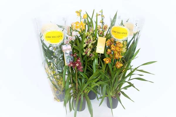 Picture of CYMBIDIUM 01-STEM MIX