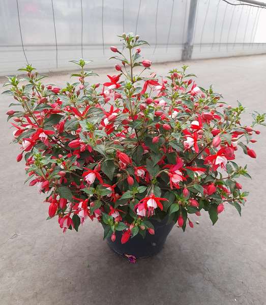 Picture of Fuchsia bush