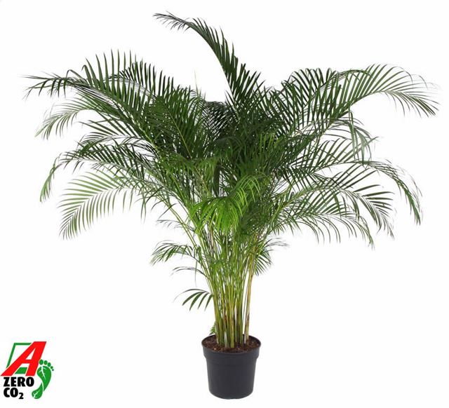 Picture of Dypsis lutescens