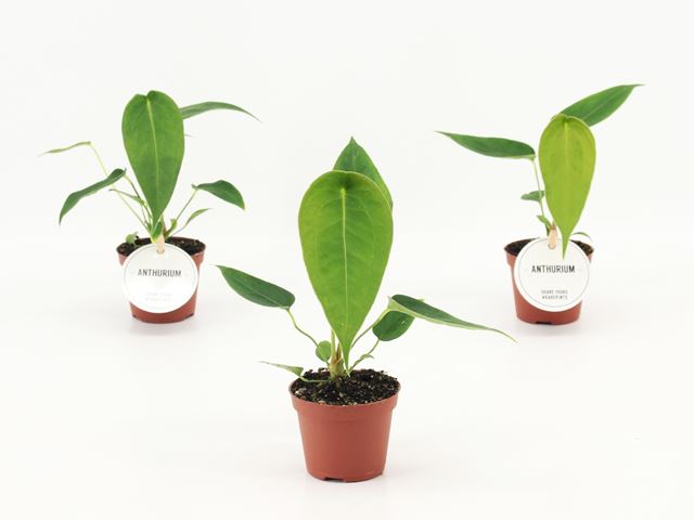 Picture of Anthurium peltigerum