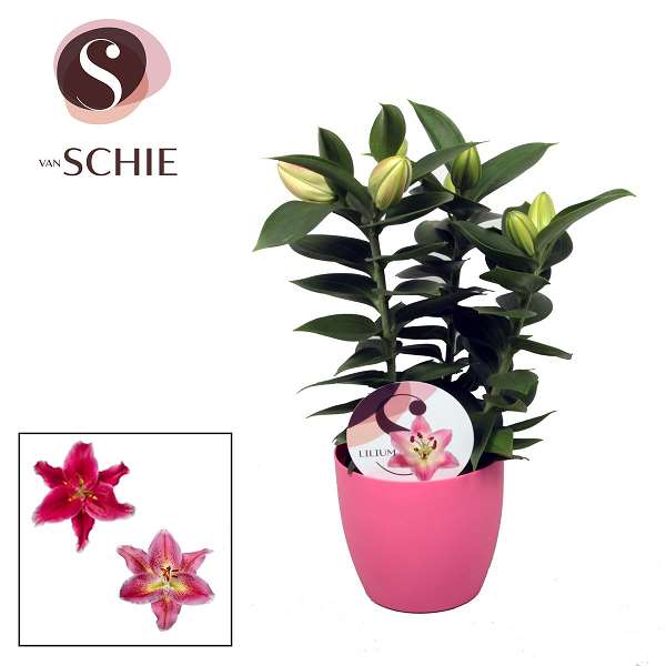 Picture of LILIUM ORIENTAL PINK IN COLOURCODED CERAMIC