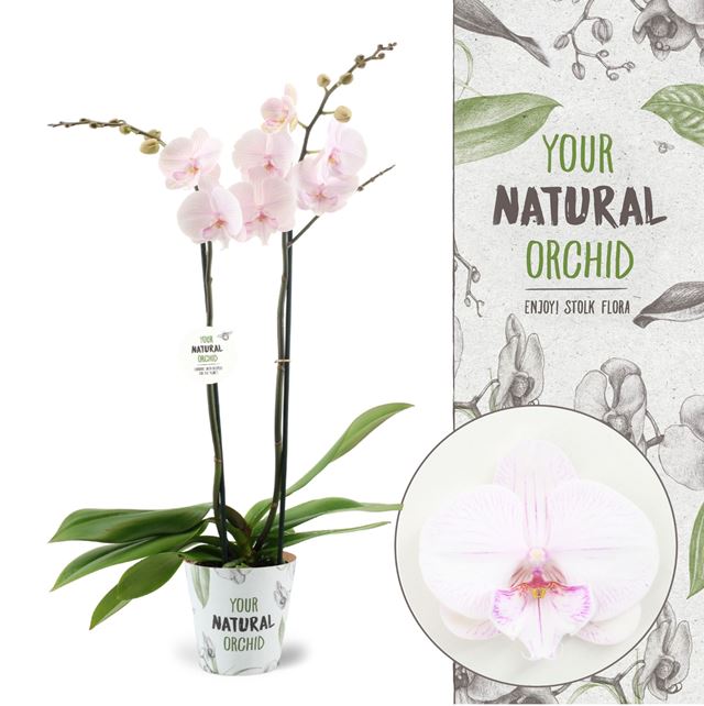 Picture of PHALAENOPSIS 02-STEM MANTA AMBON NATURAL ORCHID