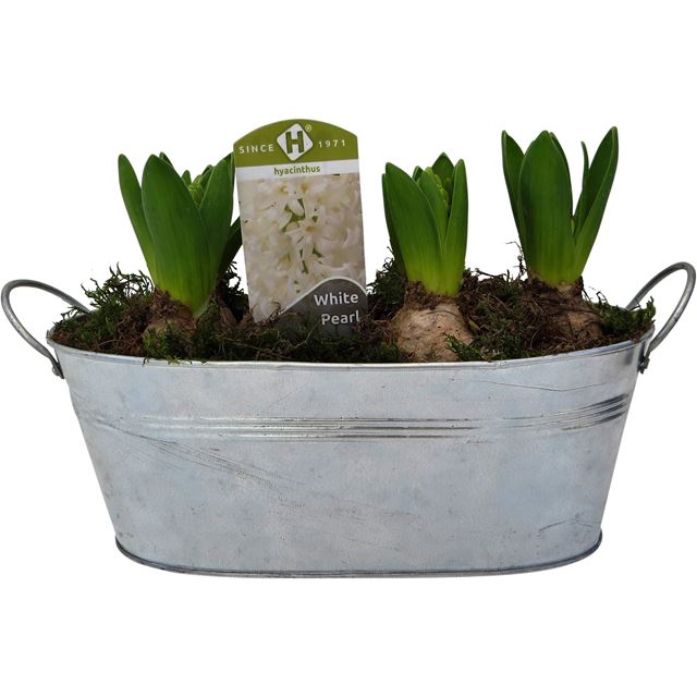 Picture of HYACINTHUS 05BULBS MIX IN OVAL ZINC