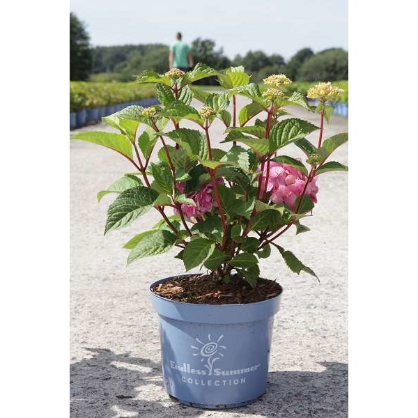 Picture of Hydrangea m endless summer bloomstar