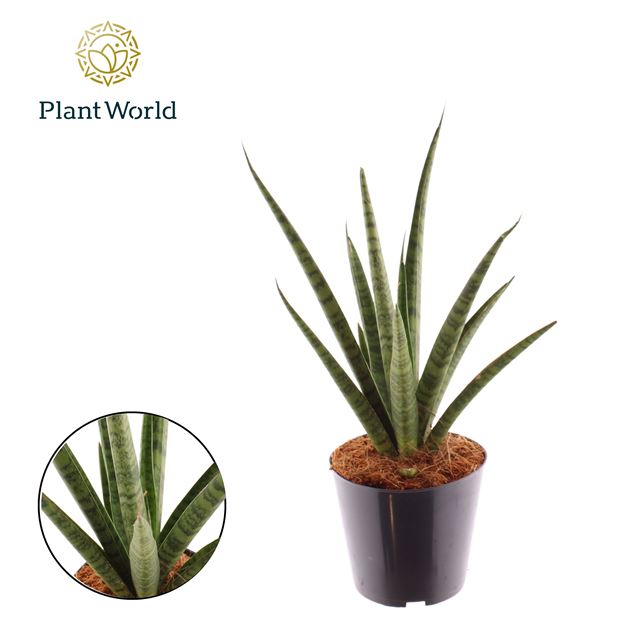 Picture of Sansevieria dancing queen