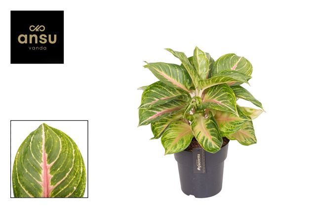 Picture of Aglaonema sakura mochi