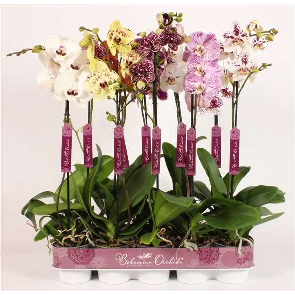 Picture of PHALAENOPSIS 01-STEM SPECIAL TAIWAN MIX