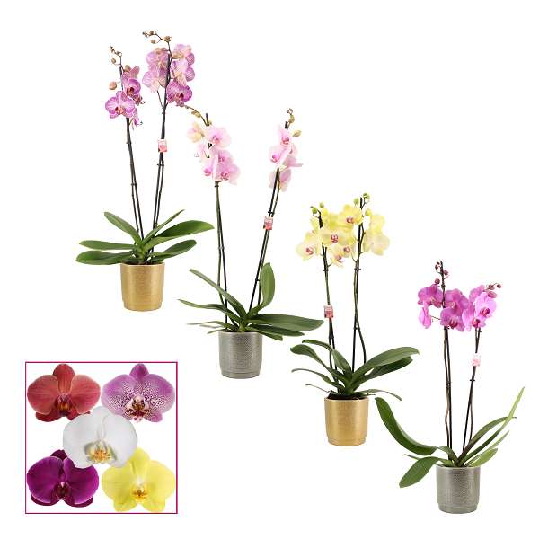 Picture of PHALAENOPSIS 02-STEM MIX IN CERAMIC