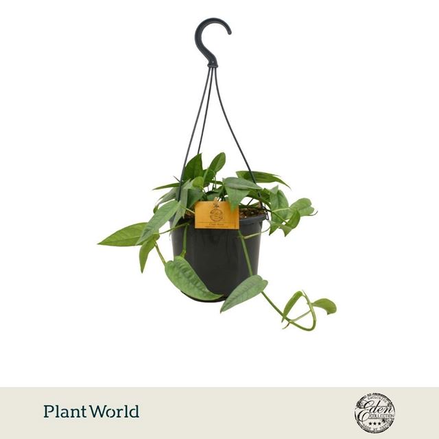 Picture of Epipremnum pinnatum cebu blue in hanging basket