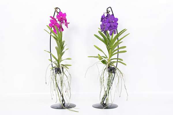 Picture of VANDA MIX ON METAL SUPPORT