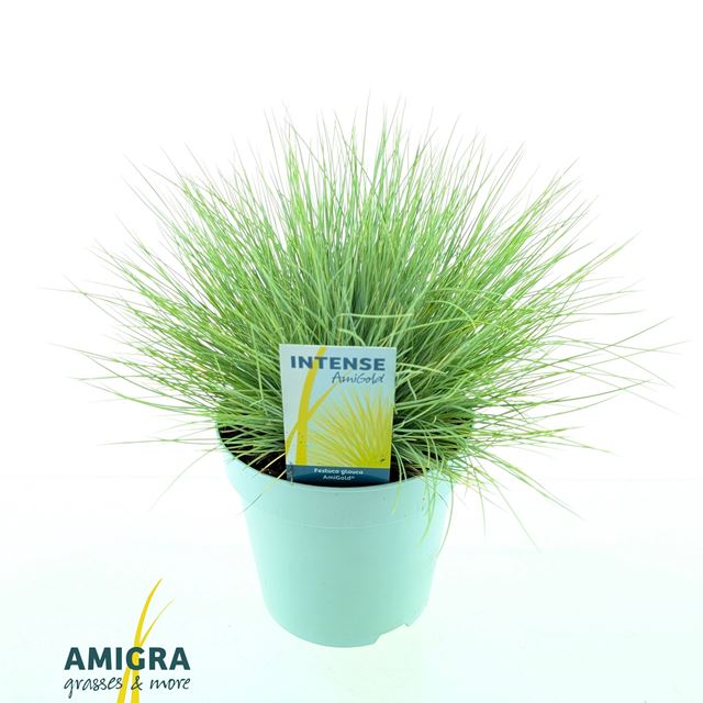 Picture of Festuca glauca amigold