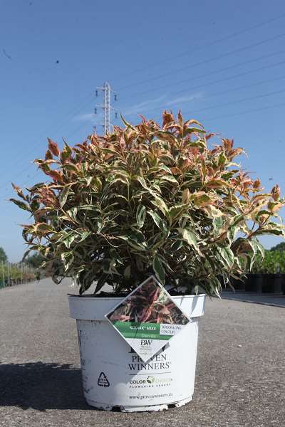 Picture of DIERVILLA KODIAK® MIXX PROVEN WINNERS® 