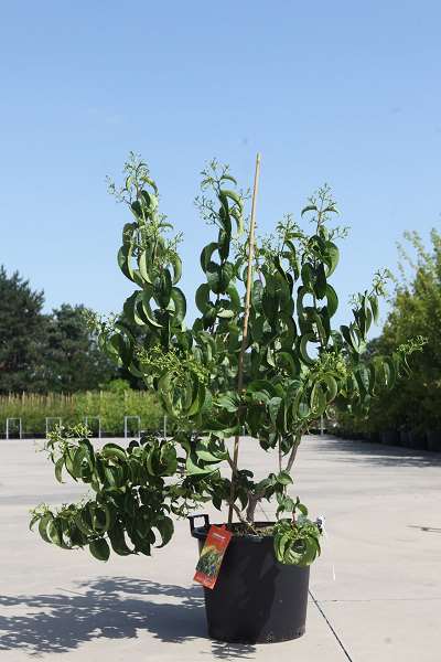 Picture of Heptacodium miconioides tianshan