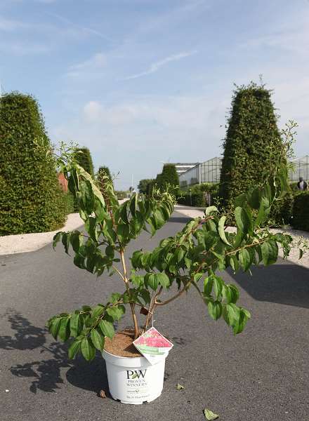 Picture of Heptacodium miconioides temple of bloom