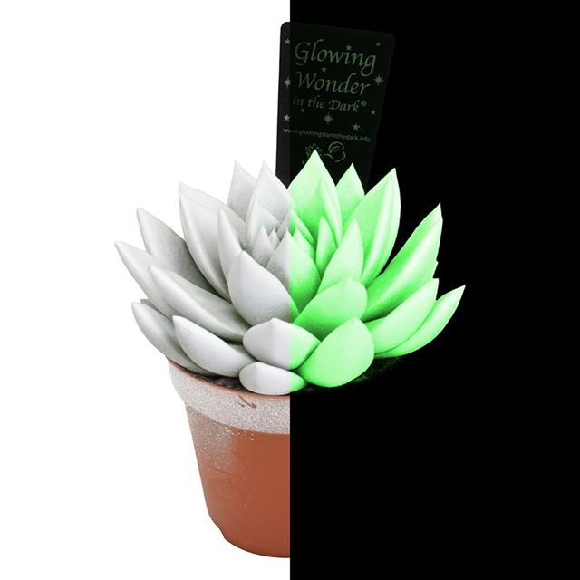Picture of ECHEVERIA MIRANDA GLOWING WONDER IN THE DARK