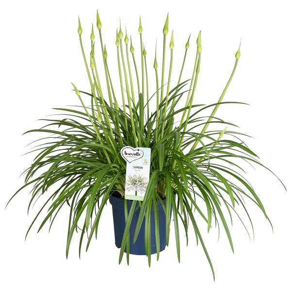 Picture of AGAPANTHUS AMOURETTE WHITE