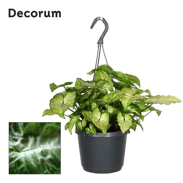 Picture of Syngonium white butterfly