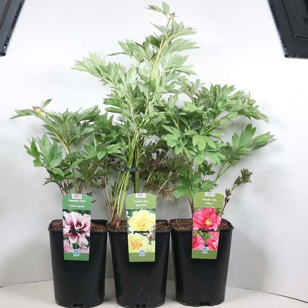 Picture of Paeonia itoh mix