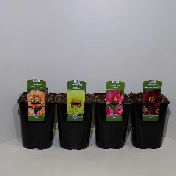 Picture of PAEONIA ITOH MIX