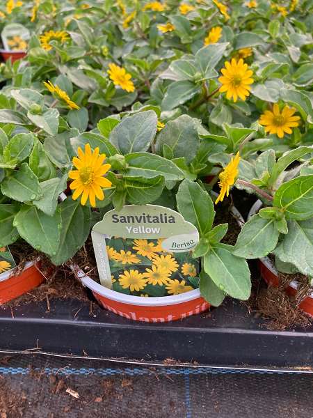 Picture of Sanvitalia