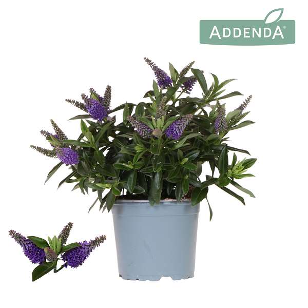 Picture of Hebe addenda donna blue