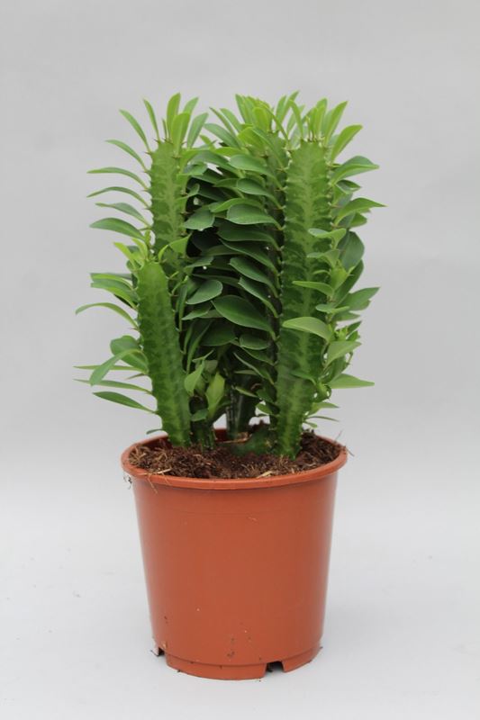 Picture of EUPHORBIA TRIGONA GROEN