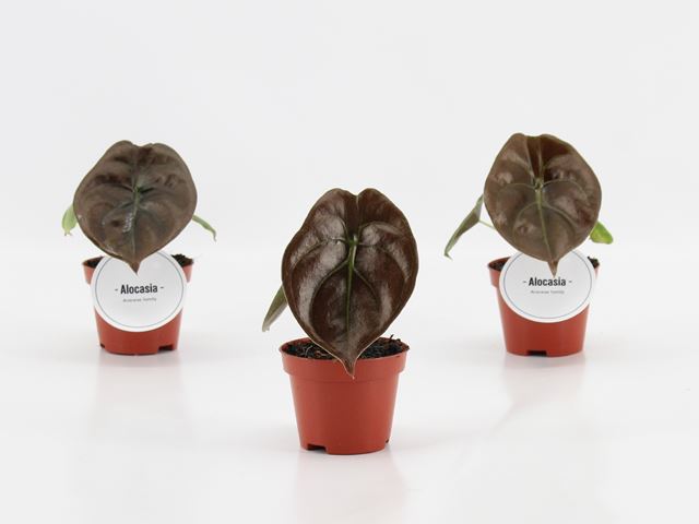 Picture of ALOCASIA RED SECRET