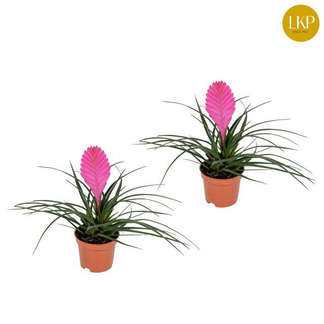 Picture of TILLANDSIA VINCENT ROSE