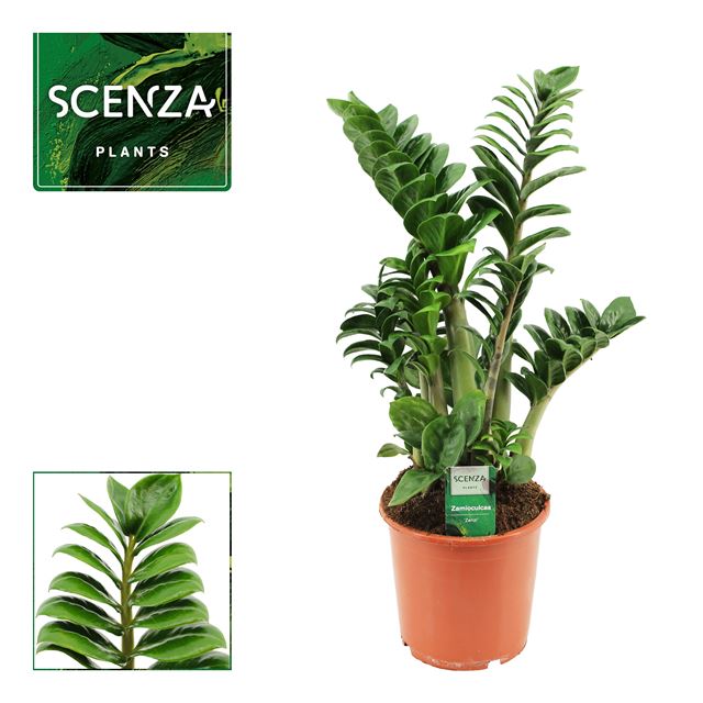 Picture of Zamioculcas zenzi