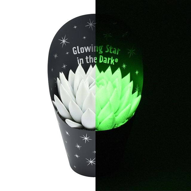 Picture of ECHEVERIA GLOWING STAR IN THE DARK