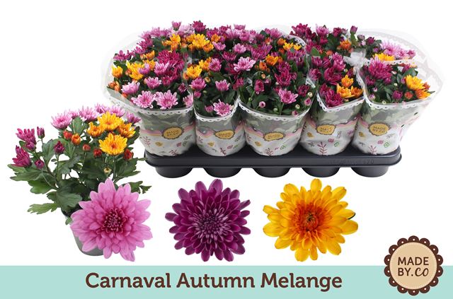 Picture of Chrysanthemum rosanna carnaval