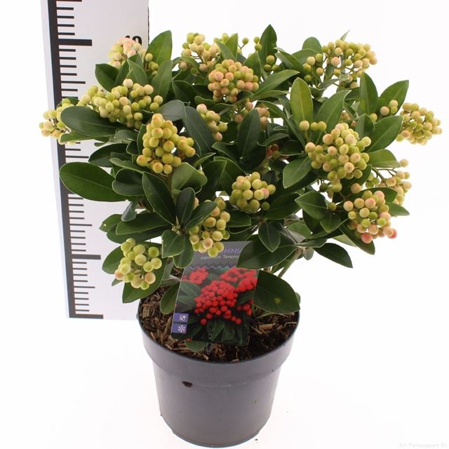 Picture of Skimmia japonica temptation