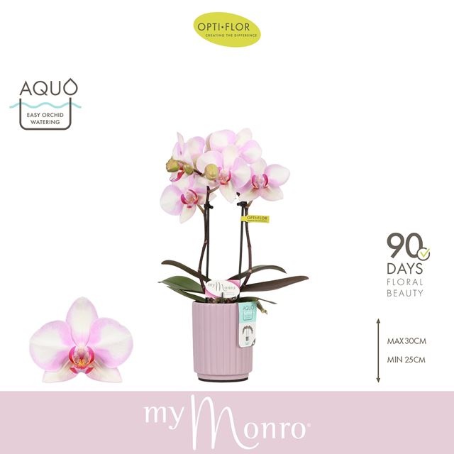 Picture of Phalaenopsis 02-stem mymonro make-up in ceramic