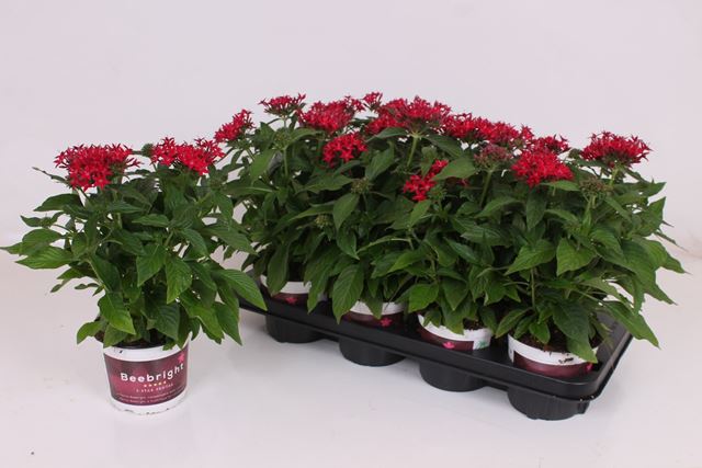 Picture of PENTAS LANCEOLATA GRAFFITI LIPSTICK RED