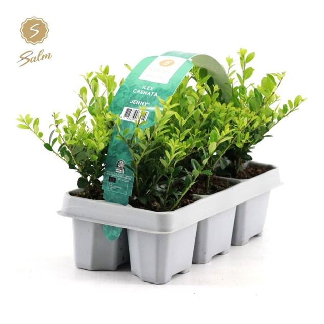 Picture of Ilex crenata jenny 06-pack