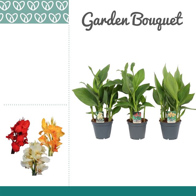 Picture of Canna mix