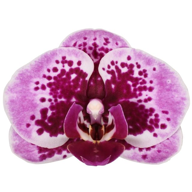 Picture of Phalaenopsis 03stem rotterdam flower symphony